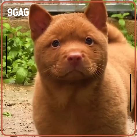 gag  adorable red cantonese bear chow facebook  gag    dat