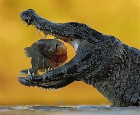 croc eats piranha memes imgflip