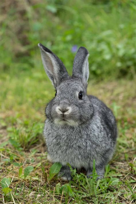 chinchilla rabbit ultimate breed guide