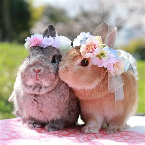 pin   ghgh adorable ghgh cute bunny pictures cute baby