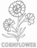 Cornflower Coloring Pages Print sketch template