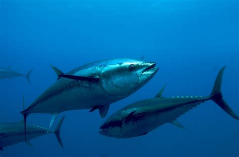 save bluefin tuna     biology