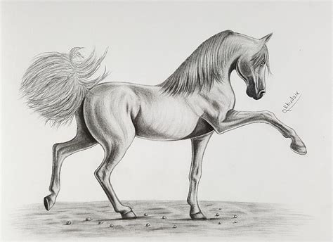 draw  horse   pencil print   painting drawing  khudair