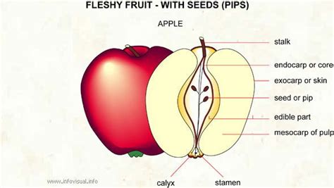 anatomy  apple