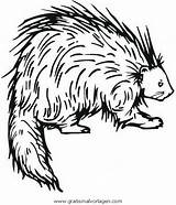 Stachelschwein Istrice Porcupine Porcospino Disegno Malvorlage Colorare Verschiedene Istrici Clipartmag sketch template