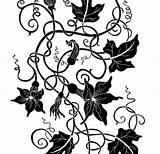 Ivy Drawing Plant Tattoo Getdrawings sketch template
