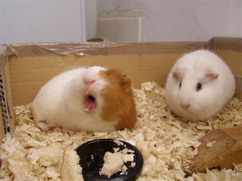 fileguinea pig yawnsjpg