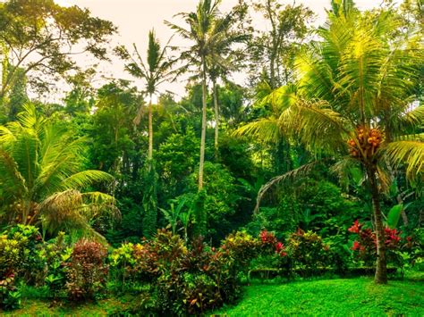 growing  exotic jungle garden   create  jungle garden