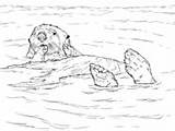 Otter Coloring Sea Otters Printable Floating Animals Animal Adult Draw Colouring Supercoloring Ocean Nature Crafts Sheets Patterns Choose Arctic Realistic sketch template