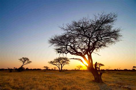 hwange national park zimbabwe african budget safari
