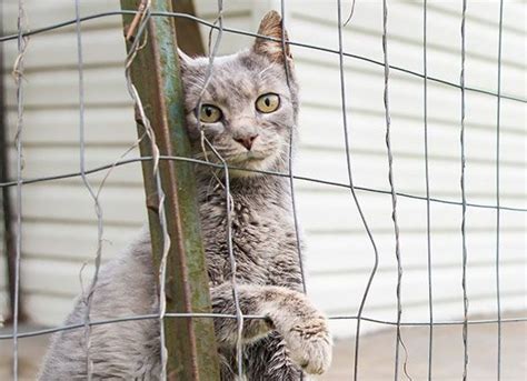 recognize animal neglect change  life cat sanctuary
