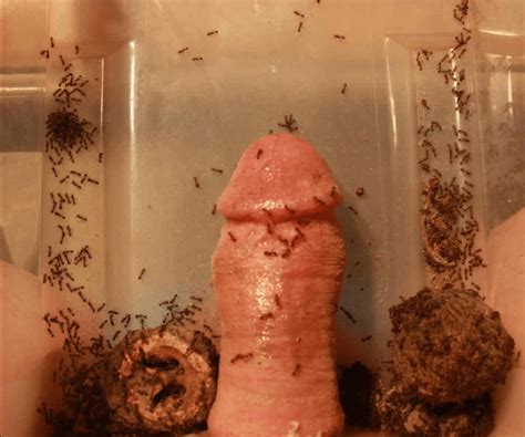 cock torture with fire ants datawav