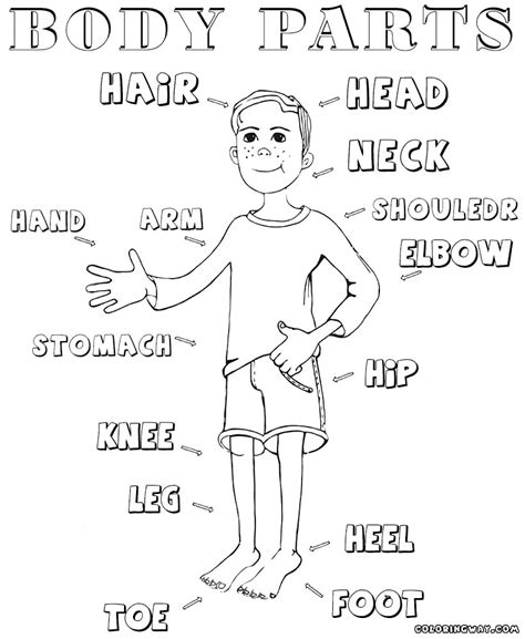 body parts coloring pages  getcolorings  printable  hot