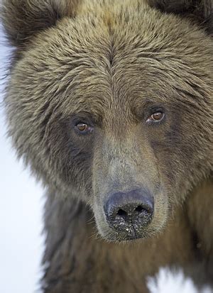 fearfully greedy   buy  bear markets monevator