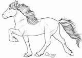 Horse Icelandic Pony Outline Coloring Drawing Paarden Drawings Lineart Choose Board Google Gallop sketch template