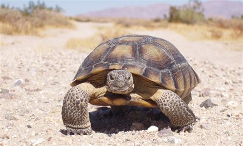 study  threatened desert tortoises offers  conservation strategy