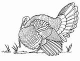 Kalkoen Kleurplaten Dinde Pavo Colorat Guajolotes Desene Curcan Pavos Turkeys Dessin Coloriage Adults Turquie Coloriages Kleurplaat Cristianas Bewegende Coloringpages1001 Animaties sketch template