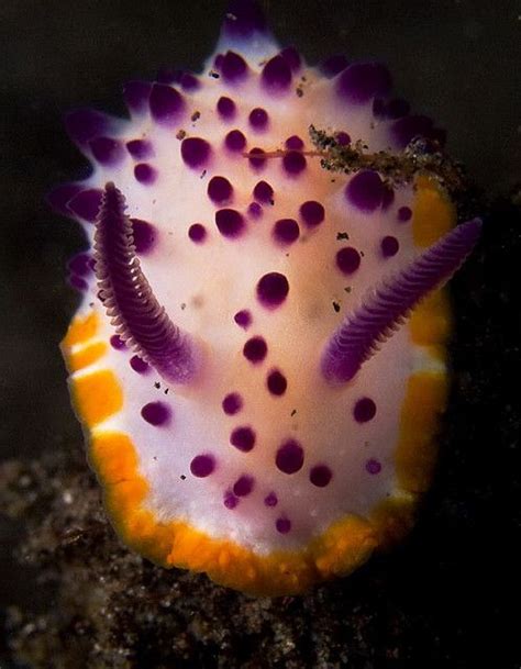 10 Amazing Species Of Sea Slugs Weird Insects Species