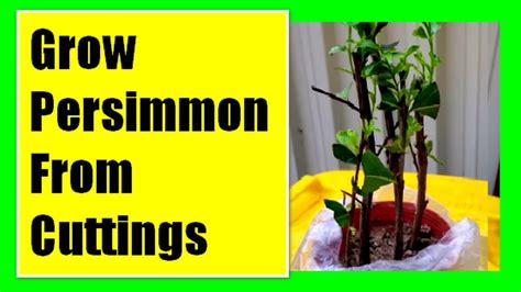 grow persimmon tree  cuttings propagating persimmon tree