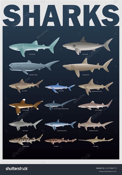 types  sharks