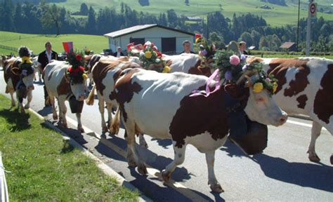 finding dairy success in the alps state south dakota