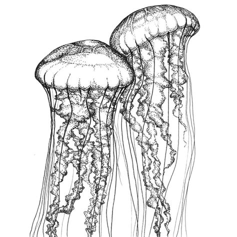 jellyfish drawing realistic