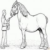 Coloriage Cheval Clydesdale Caballos Realiste sketch template