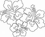 Coloring Hawaiian Flowers Flower Tropical Drawings Outline Pages Yahoo Search Drawing Popular Coloringhome sketch template