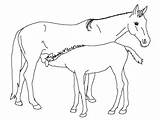 Cavalli Disegni Colorare sketch template