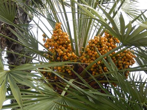 sous les palmiers à pau un article de françoise à