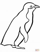 Penguin Coloring Little Blue Pages Printable Penguins Drawing Marvelous Version Categories sketch template