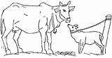 Mewarnai Sapi Koe Koeien Vaca Vache Colorare Ausmalbilder Kuh Animasi Kolorowanki Cows Bergerak Krowa Coloriages Dzieci Mucche Mucca Dieren Angus sketch template