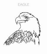 Eagle sketch template