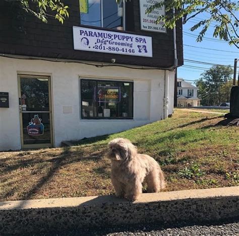 paramus puppy spa dog grooming paramus nj