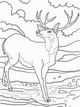 Deer Coloring Pages Ones Little sketch template