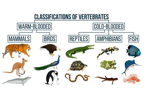 top  animal classification website lestwinsonlinecom