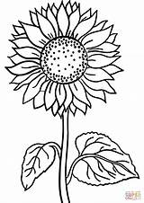 Coloring Sunflower Pages sketch template