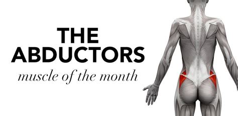 Muscle Of The Month Hip Abductors Cms Fitness Courses