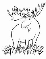Moose Coloring Pages Kids Drawing Tubman Harriet Printable Cute Animals Color Elk Girly Baby Dragon Clipart Print Wild Big Drawings sketch template