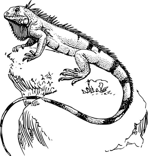 lizard coloring pages cswd