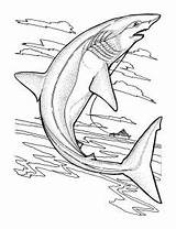 Requin Sharks Requins Coloriages Pointue Tête Justcolor Enfants Pour Svg Primanyc Encequiconcerne Gratuits Nggallery sketch template