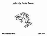 Peeper Coloring Spring Frog Printing Pdf Exploringnature sketch template
