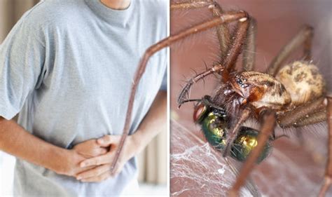 Giant House Spider Invasion Can Stop You Getting Infections And Here