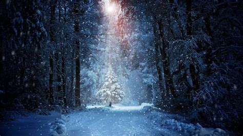 forest winter snow hd nature  wallpapers images backgrounds   pictures