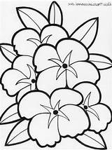 Hawaiian Coloring Pages Flowers Getcolorings Color Printable sketch template