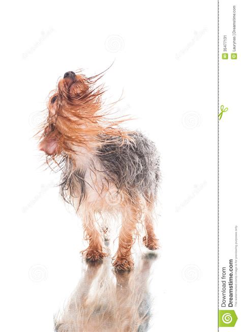 Yorkie After Bath Shaking Hair Stock Image Image 35477131