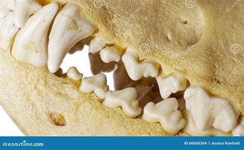 dog skull teeth stock photo image  skeleton weapon