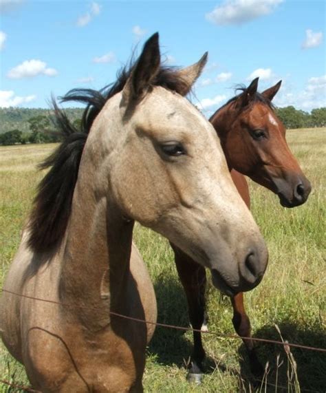 australian riding pony images  pinterest ponies pony