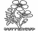 Flower Coloring Pages Buttercup sketch template