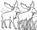 Moose Pages Coloring Cool2bkids sketch template